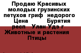 Продаю.Красивых,молодых грузинских петухов(гриф)(недорого) › Цена ­ 500 - Бурятия респ., Улан-Удэ г. Животные и растения » Птицы   